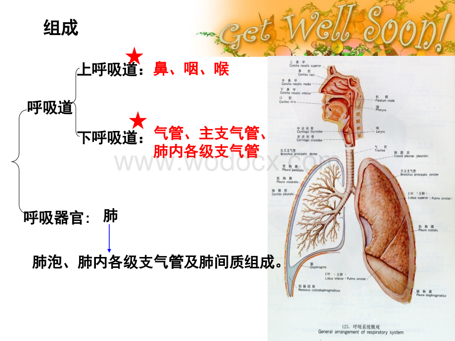 呼吸系统.ppt_第3页