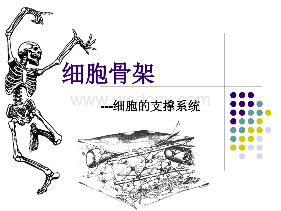 细胞骨架.ppt_第1页