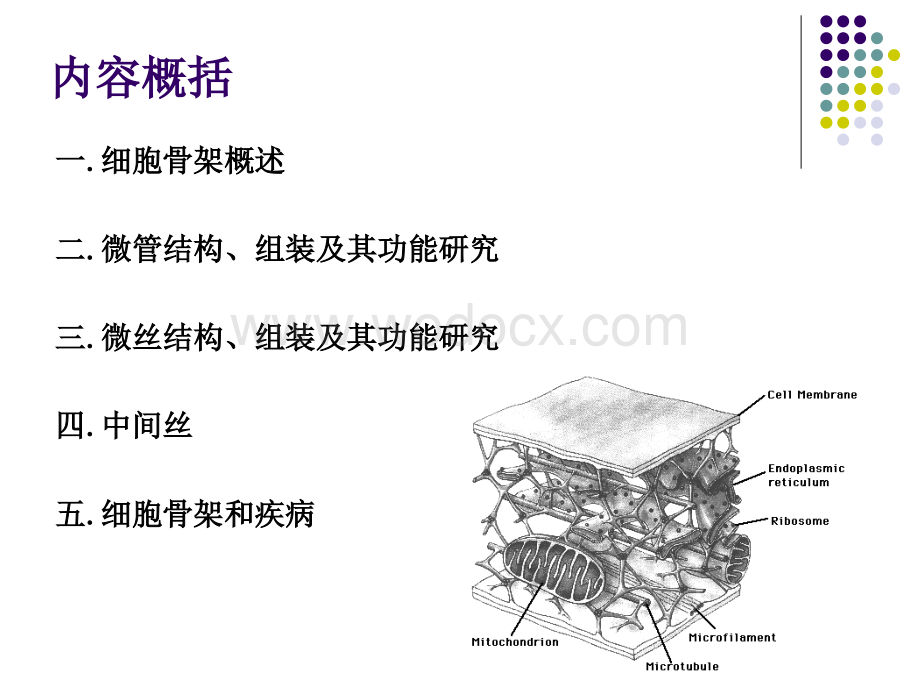 细胞骨架.ppt_第2页