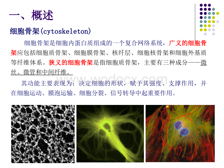 细胞骨架.ppt_第3页