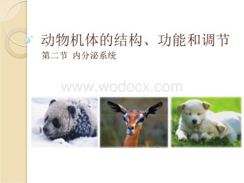动物机体的结构、功能和调节内分泌.ppt