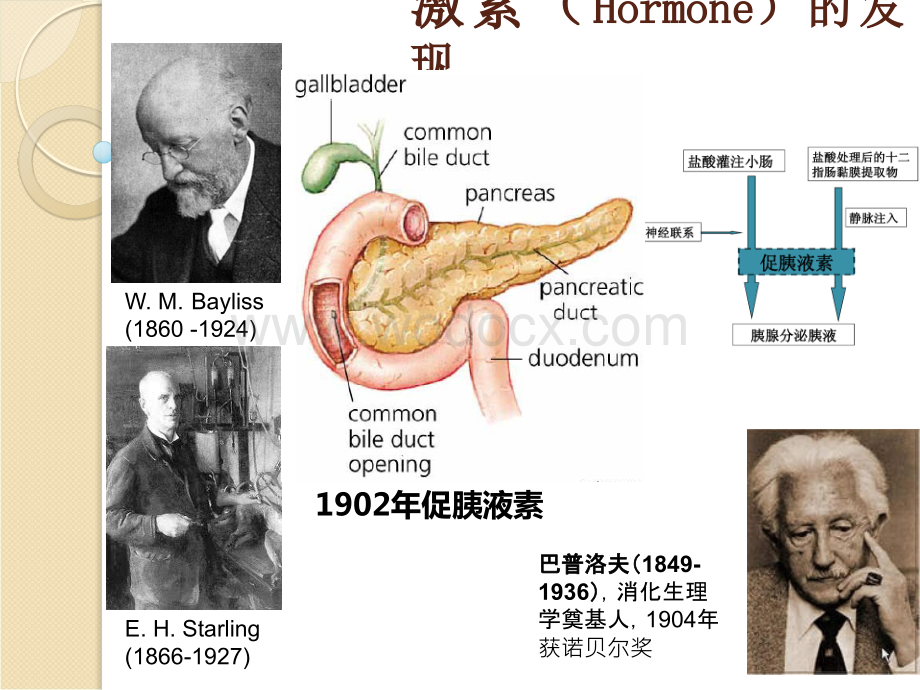 动物机体的结构、功能和调节内分泌.ppt_第3页