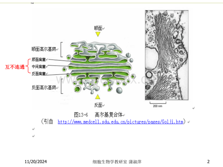 10-11内膜系统2-36.ppt_第2页