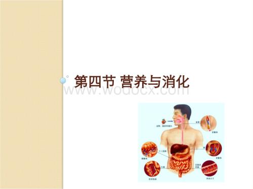 第四节 营养与消化消化和排泄.ppt