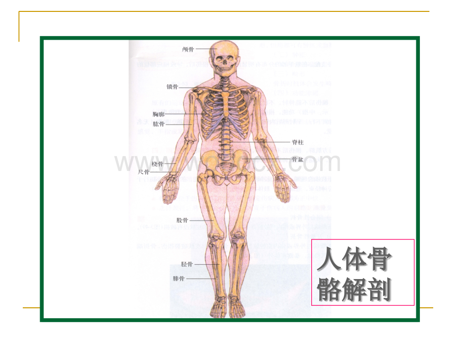 现场骨折固定.ppt_第3页