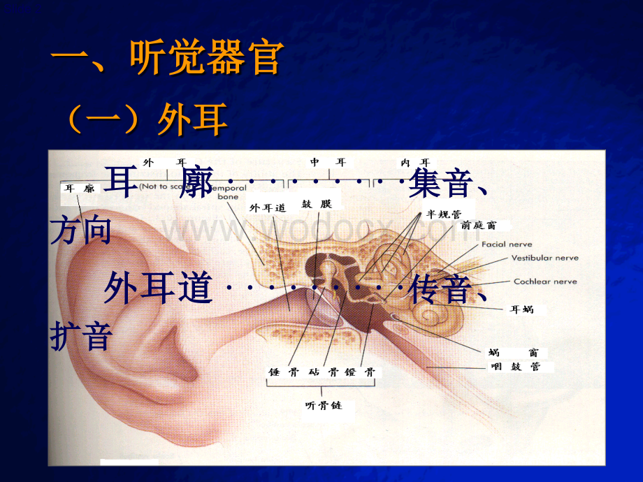 听觉生理.ppt_第2页