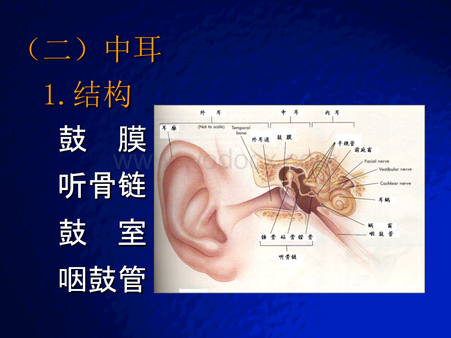 听觉生理.ppt_第3页