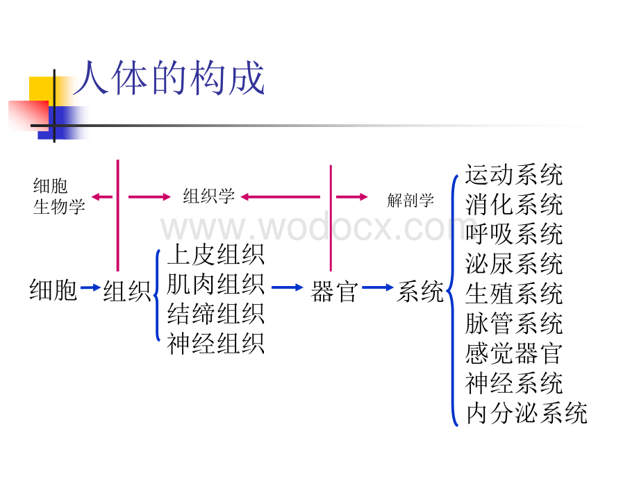 人体解剖生理基础.ppt_第2页