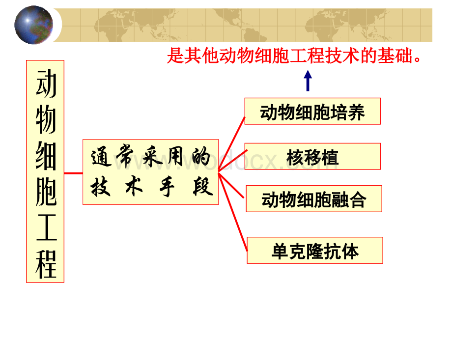 动物细胞工程1.ppt_第3页