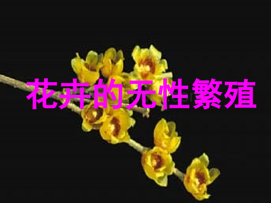 花卉的无性繁殖.ppt_第1页