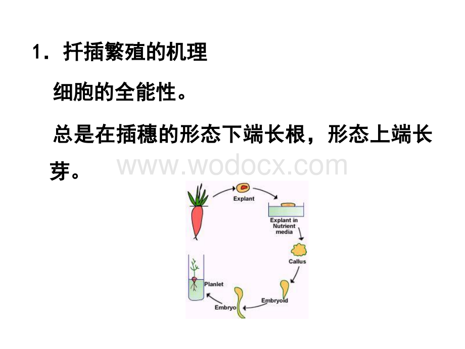 花卉的无性繁殖.ppt_第3页