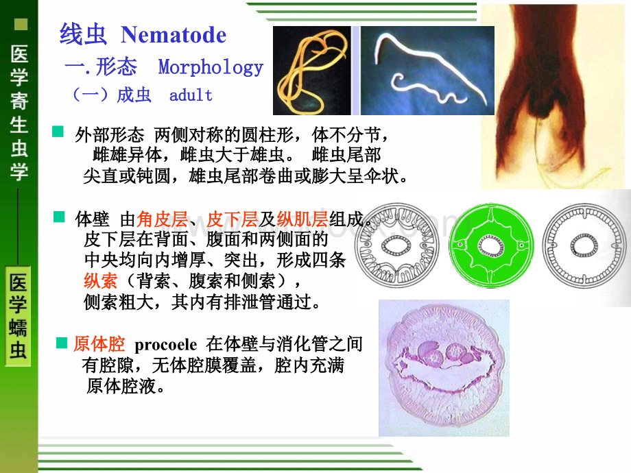 线虫概述、蛔虫、鞭虫、蛲虫.ppt_第2页