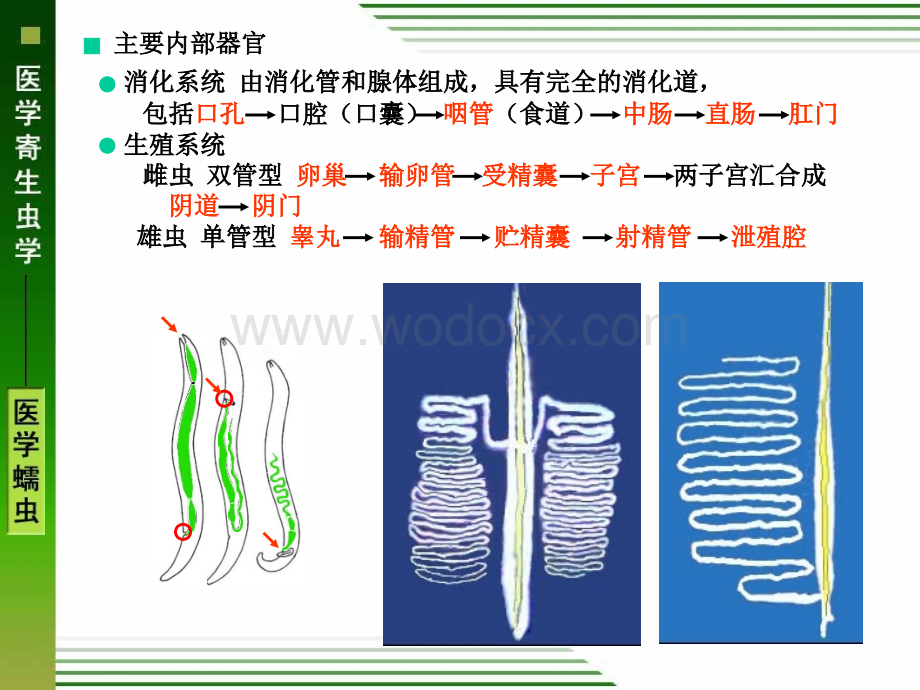 线虫概述、蛔虫、鞭虫、蛲虫.ppt_第3页