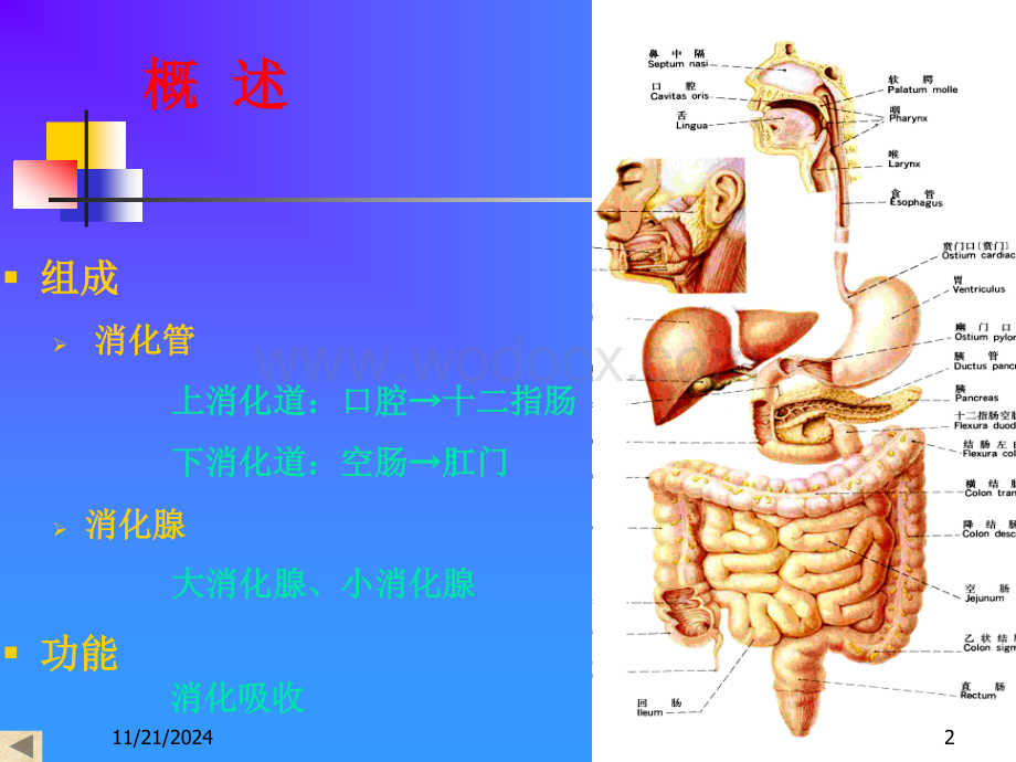 04消化系统.ppt_第2页