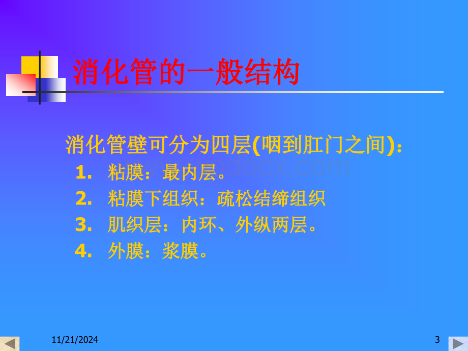 04消化系统.ppt_第3页