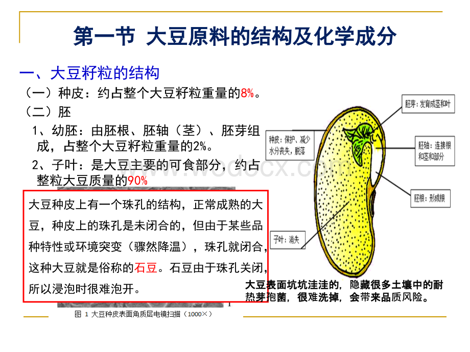 大豆的化学成分及豆腐凝胶结构的形成机理.ppt_第3页