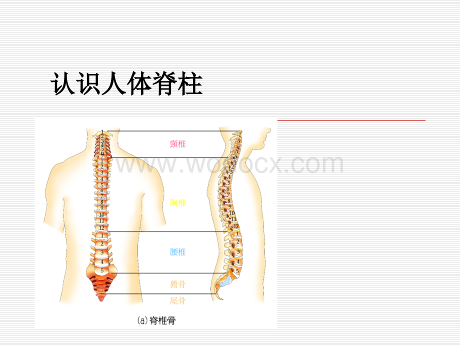 颈椎与腰椎的康复训练.ppt_第3页