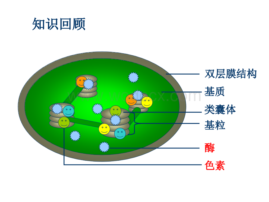 人教版高中生物必修1第5章第4节《光合作用的原理和应用》课件.ppt_第2页