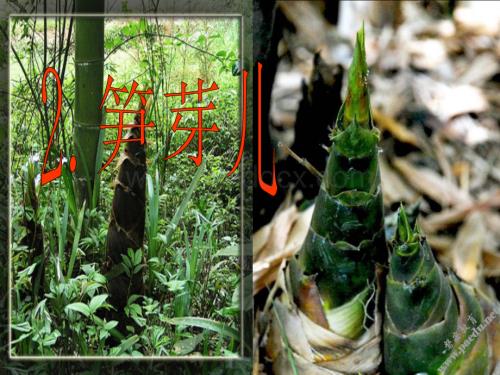 [语文S版二年级下]2.笋芽.ppt