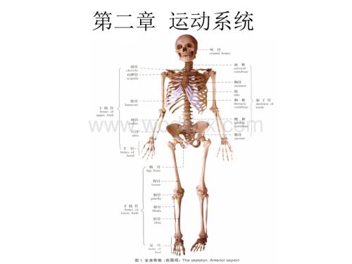 《人体解剖学》课件-第二章--运动系统.ppt