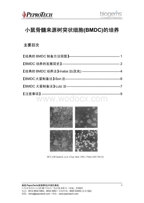 小鼠骨髓来源树突状细胞（BMDC）的培养.pdf