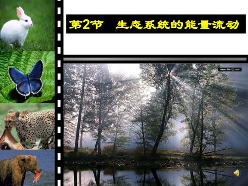 完整版-生态系统的能量流动精美课件(公开课).ppt