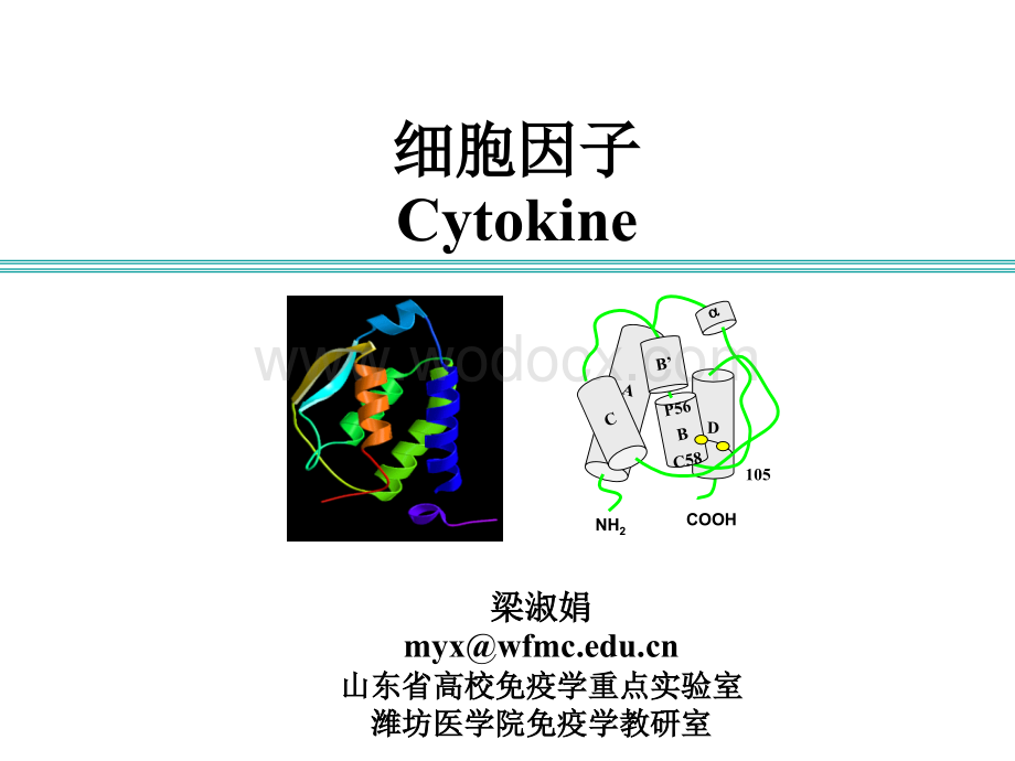 研究生Cytokineppt细胞因子.ppt_第1页