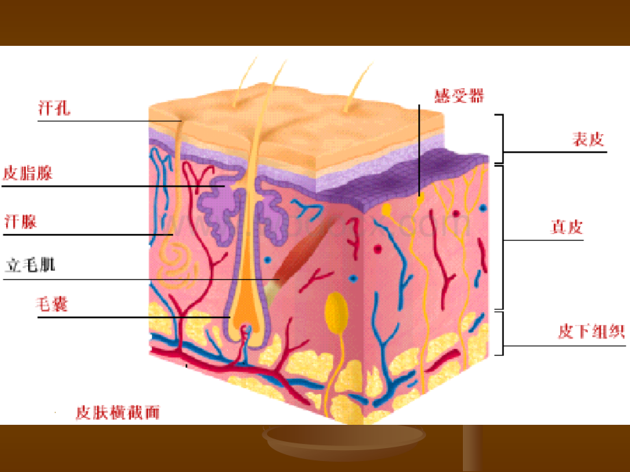 第二章皮肤的介绍课件.ppt_第2页