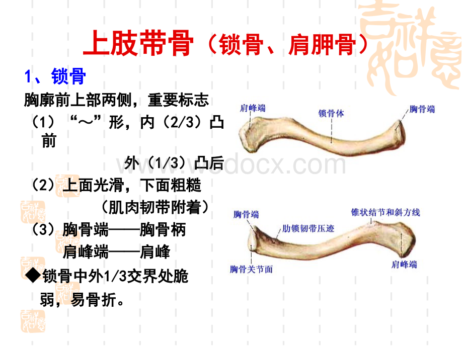 中医基础：四肢骨骼.ppt_第3页