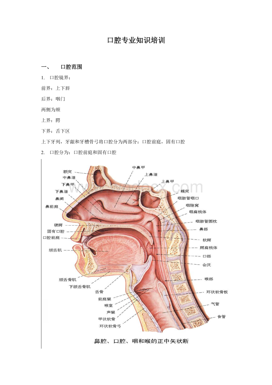 口腔专业知识培训.doc_第1页