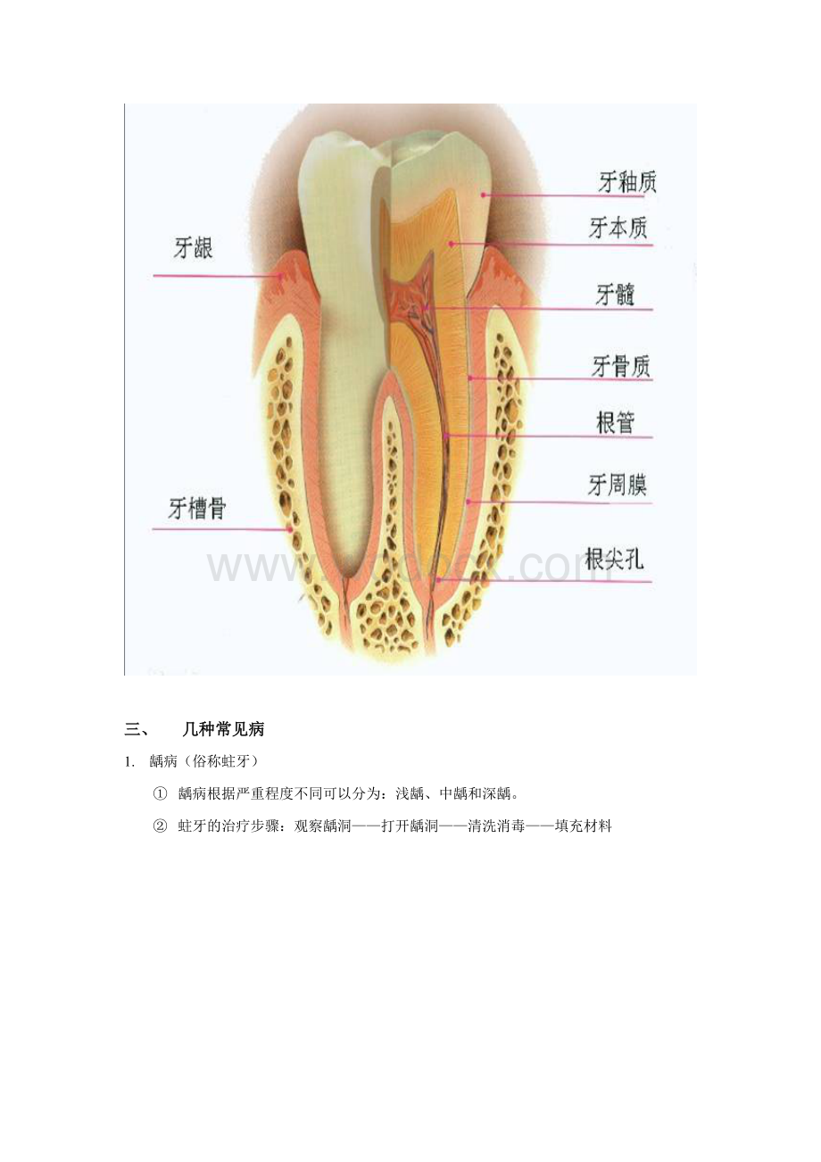 口腔专业知识培训.doc_第3页