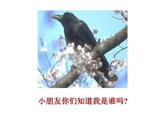 苏教版小学语文一年级《乌鸦喝水》课件.ppt