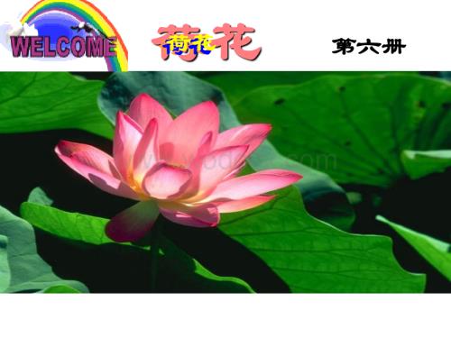 小学三年级语文荷花.ppt