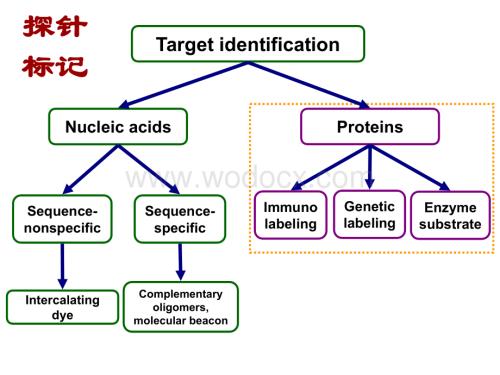 化学生物学中探针标记技术.ppt