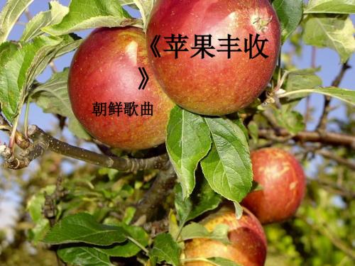 人音版五年级上册《苹果丰收》PPT课件.ppt