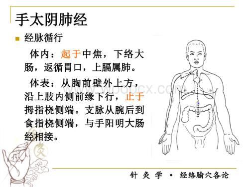 经络腧穴各论.ppt