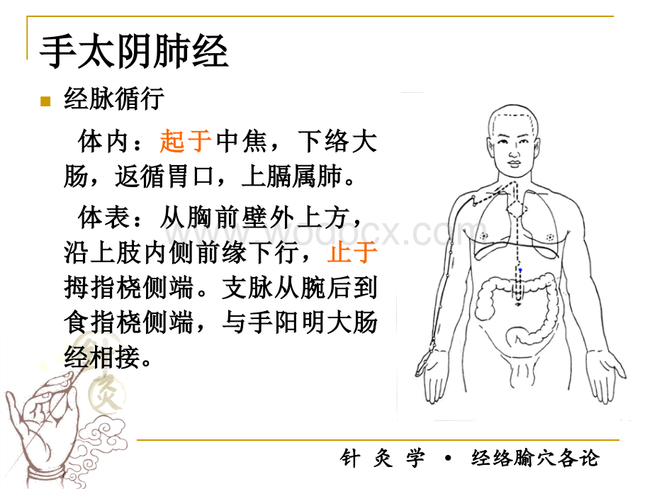 经络腧穴各论.ppt_第1页