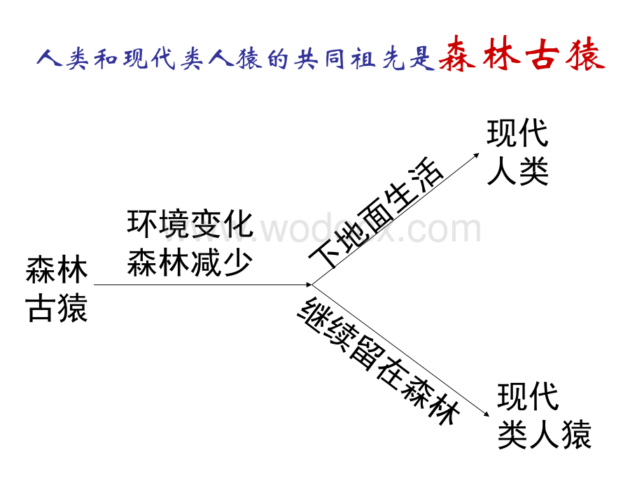 人教版七年级下册生物期末复习.ppt_第3页