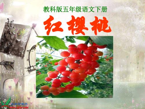 教科版五年级下册《红樱桃》课件.ppt