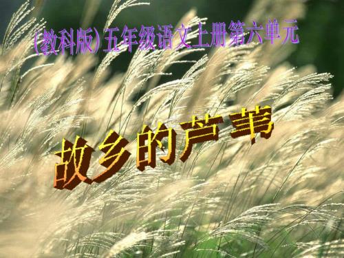 教科版五年级上册《故乡的芦苇》PPT课件1.ppt