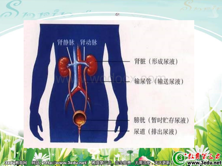 七年级生物尿的形成与排出3.ppt_第3页