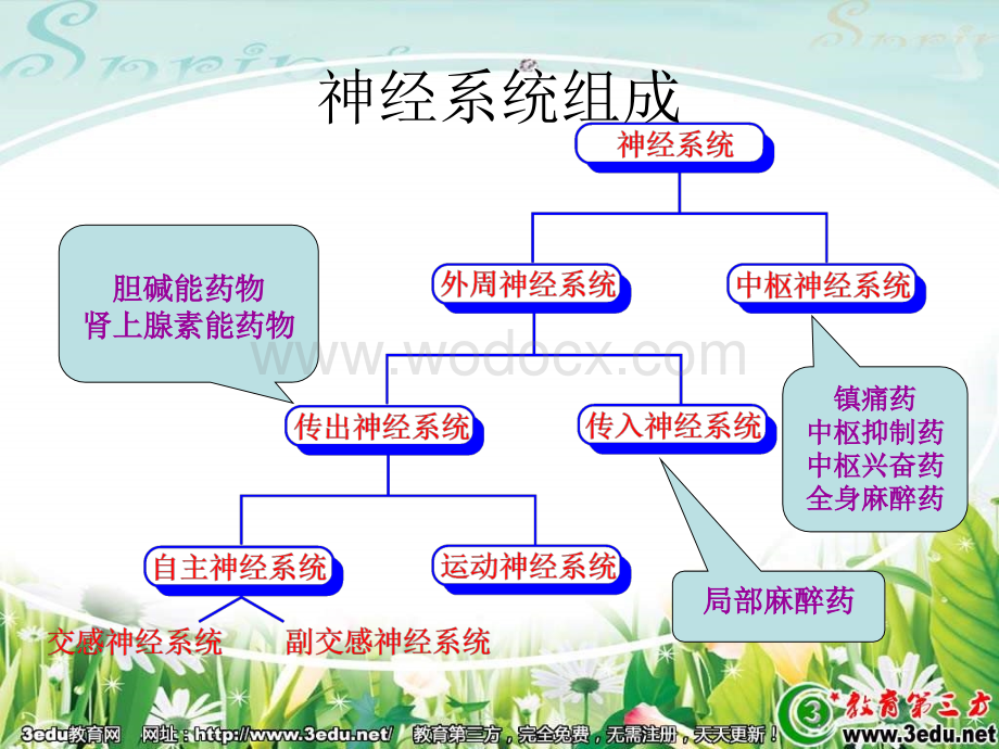 七年级生物神经系统的组成.ppt_第1页