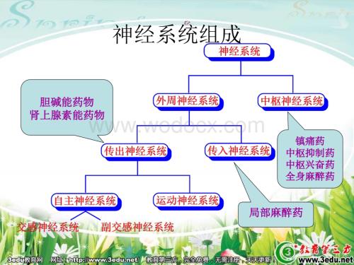 七年级生物神经系统的组成.ppt