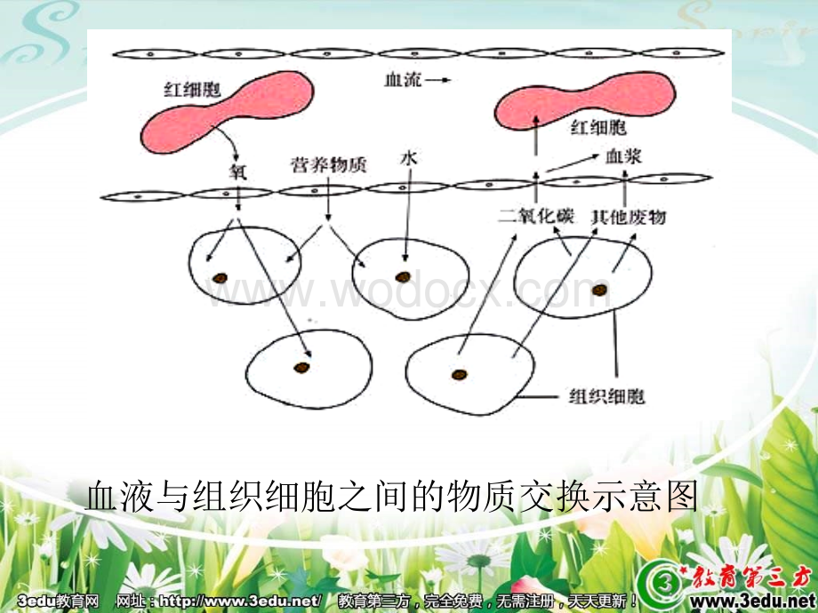 七年级生物尿的形成和排出.ppt_第2页