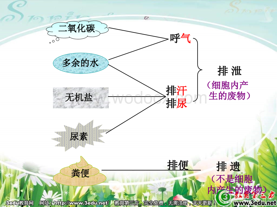 七年级生物尿的形成和排出.ppt_第3页