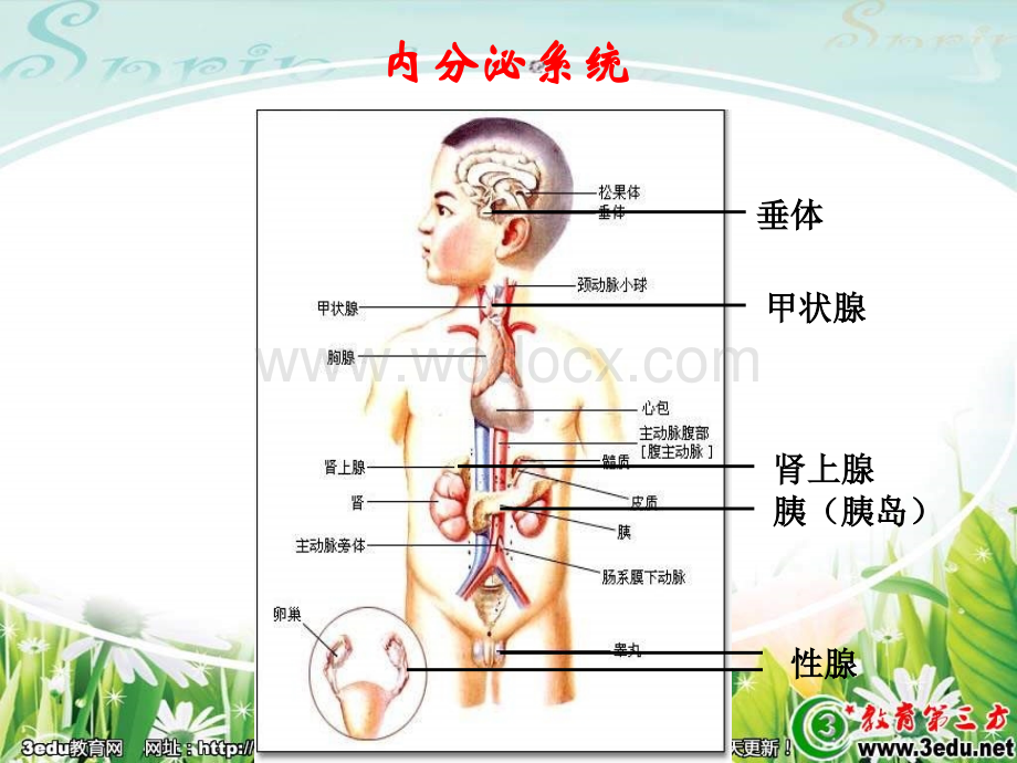 七年级生物激素调节2.ppt_第2页