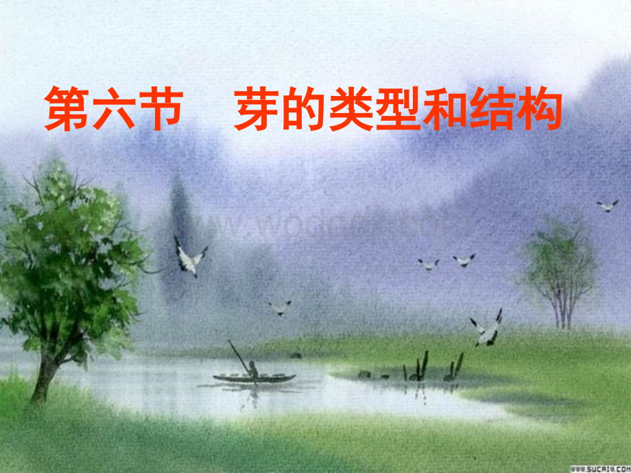 鲁教版七年级生物芽的类型和结构.ppt_第1页