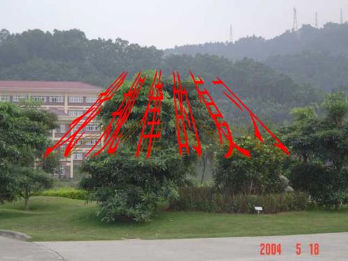 四年级数学找规律的练习.ppt