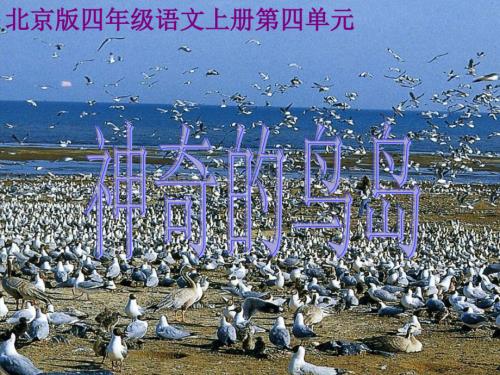 北京版四年级上册《神奇的鸟岛》1PPT课件.ppt