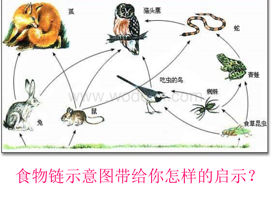 初一语文保护野生动物人教版.ppt_第2页